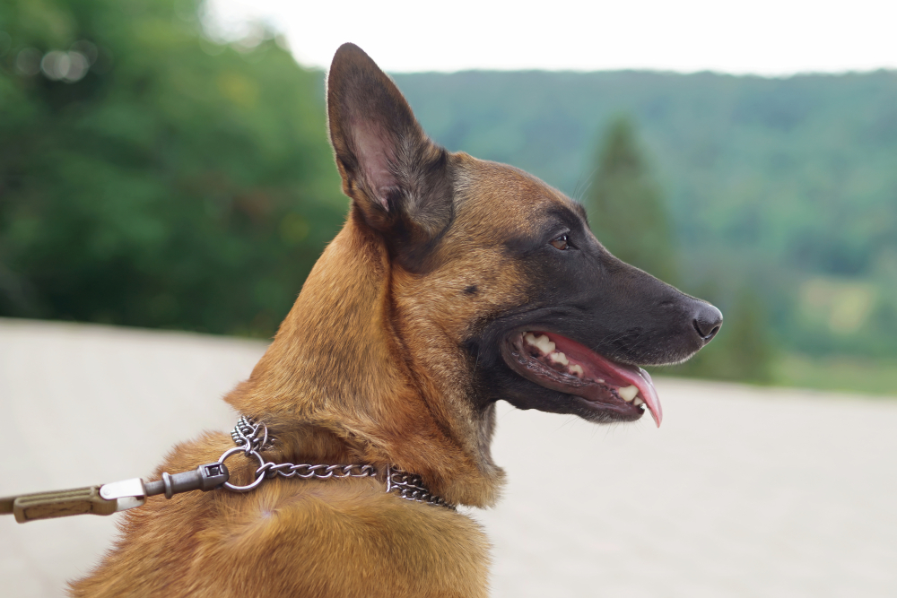Are Choke Collars Bad For Dogs (The Prong Collar Debate)