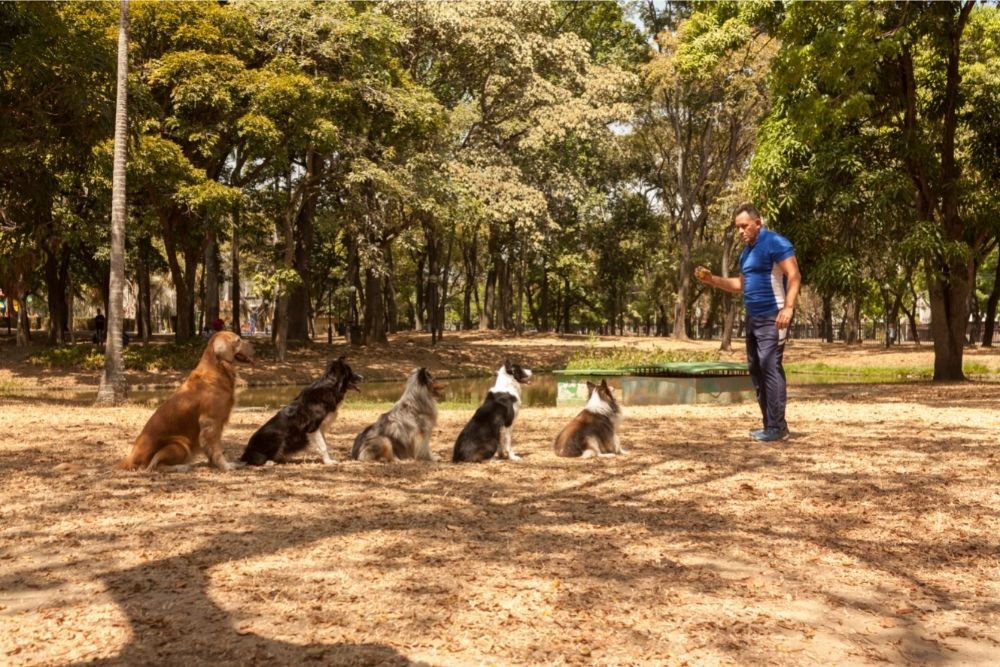 Does Dog Training Work (Dog Boot Camps)