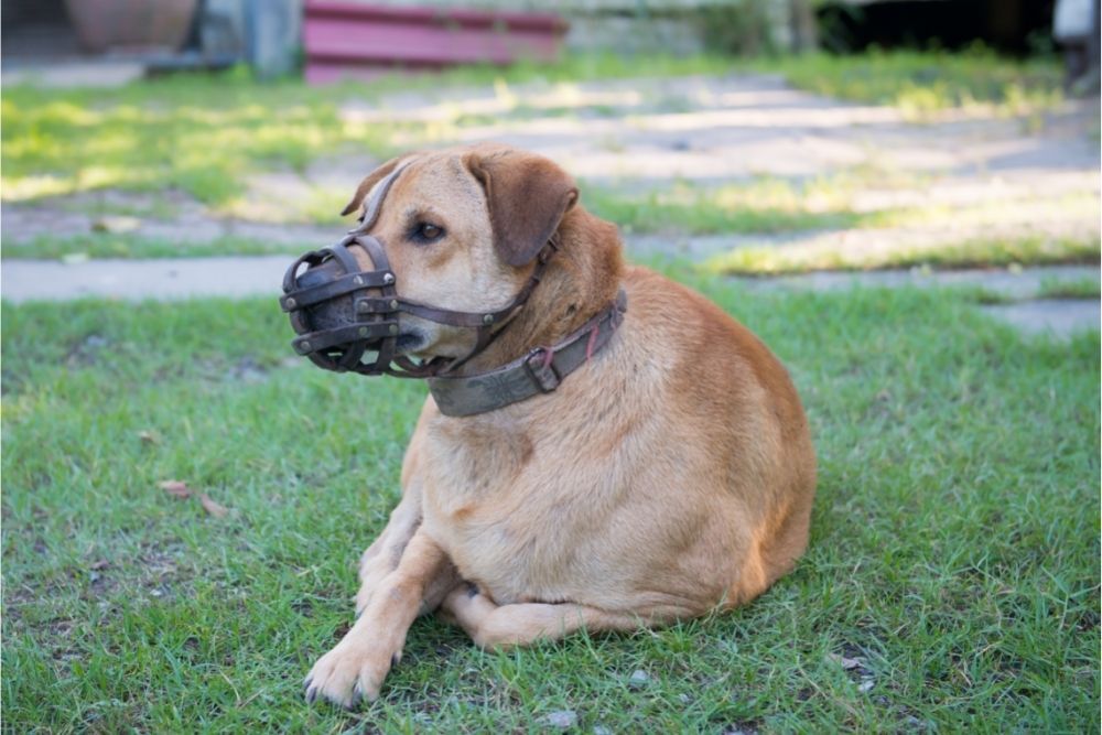 How Long Can You Leave A Muzzle On A Dog (Inc. Basket Muzzle)
