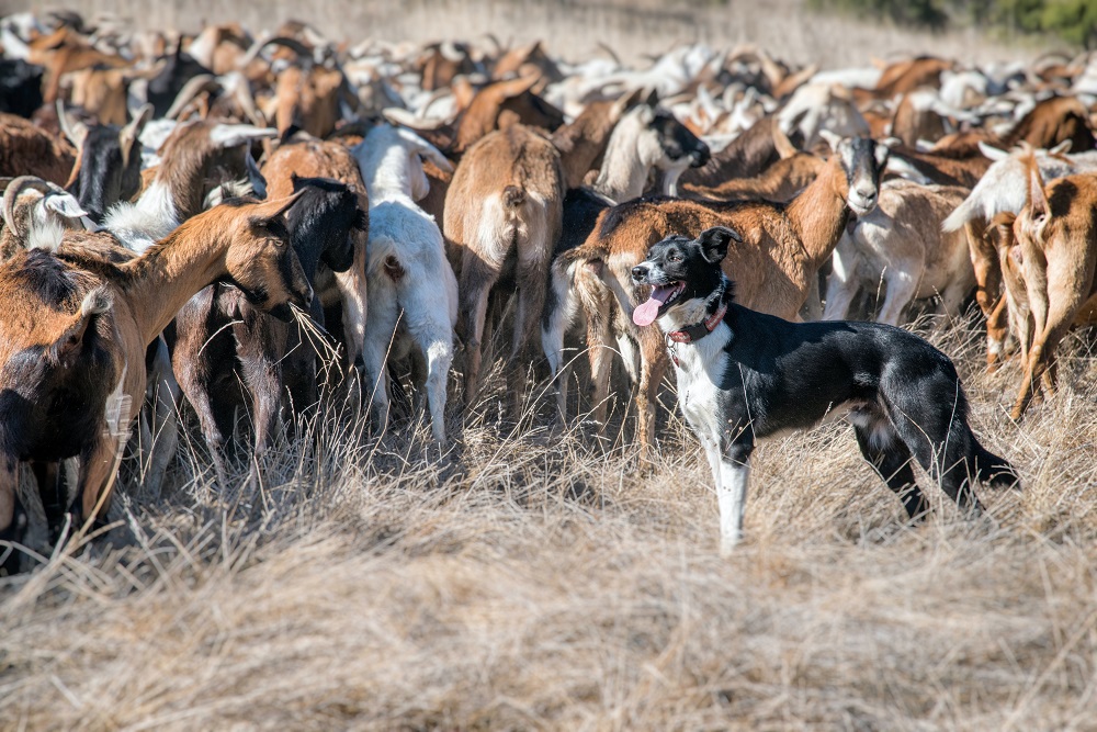 How To Train A Herding Dog (How To Train Your Dog To Herd)