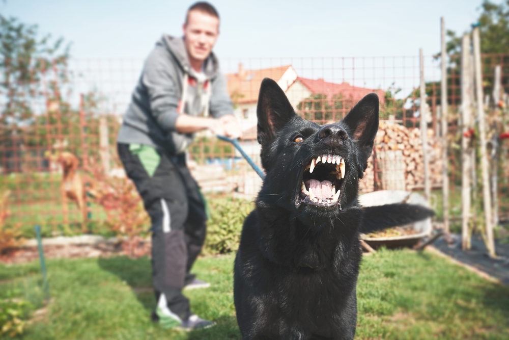 How To Train Your Dog Not To Growl At Strangers (And Reasons Why)