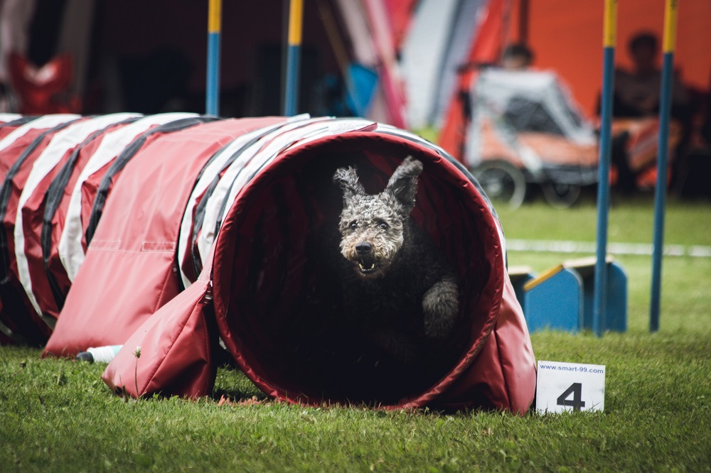 What Age Can My Dog Start Agility (Preparing Your Puppy For Dog Agility)