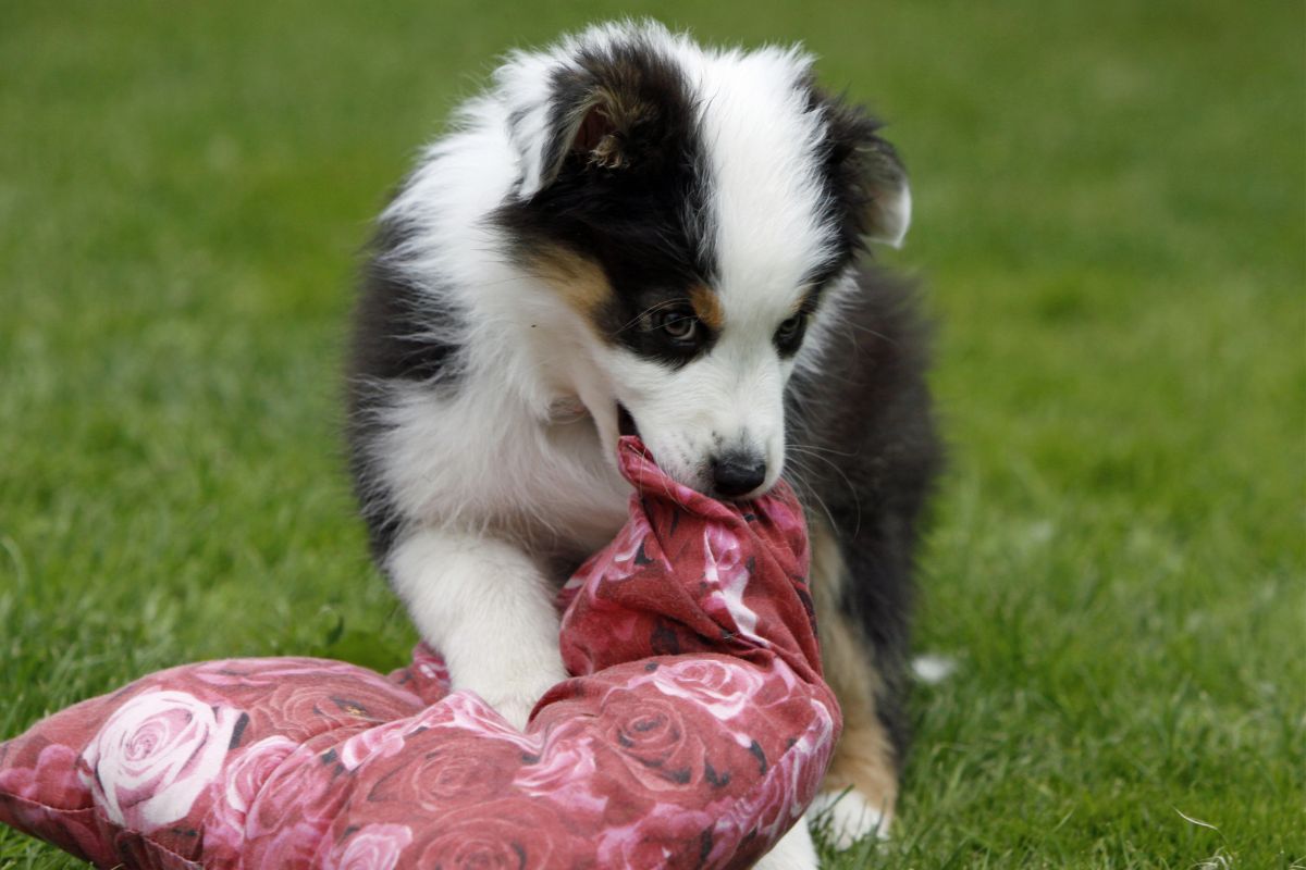Creating A Daily Schedule For Your Puppy - Playtime