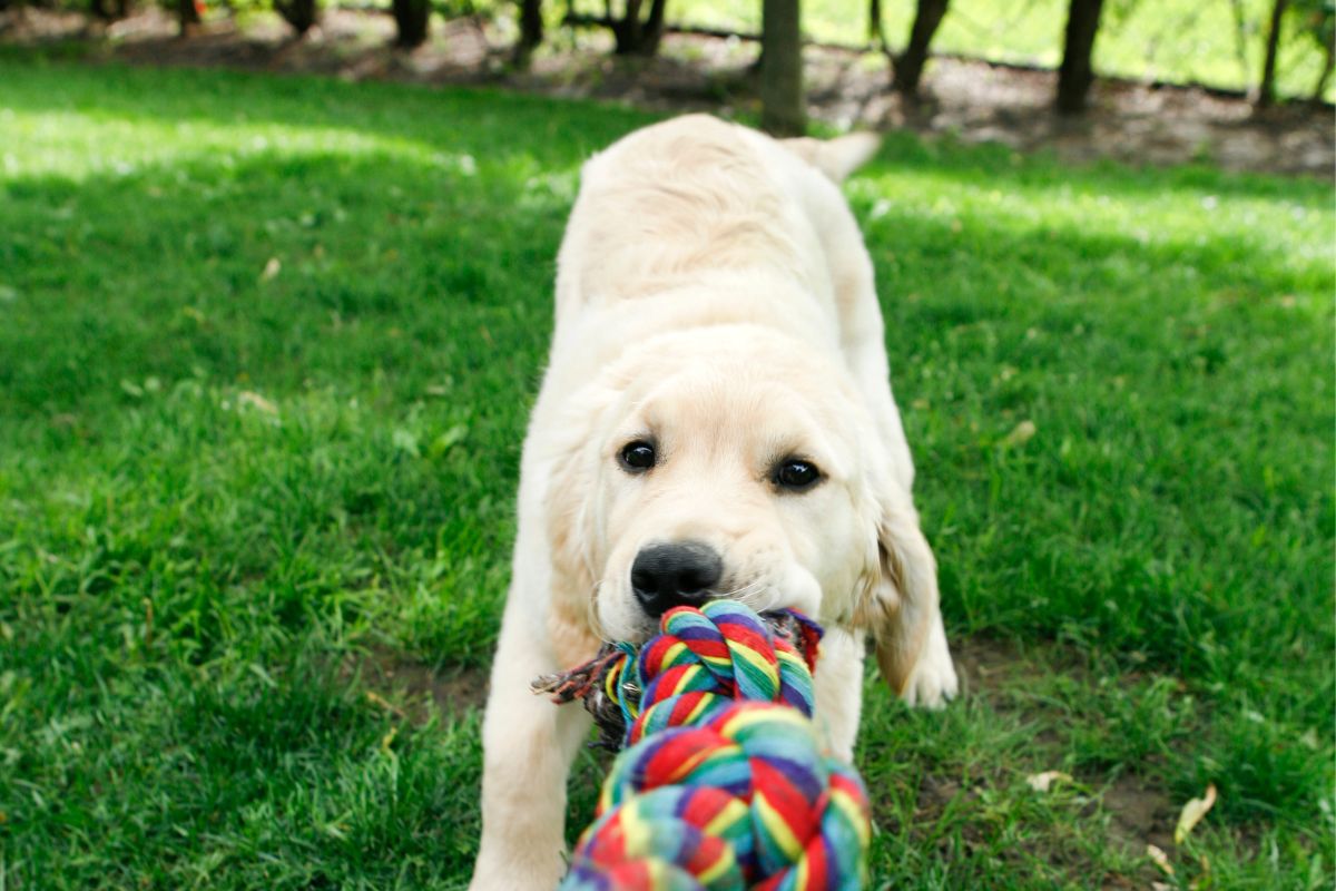 How To Encourage Good Puppy Manners During Playtime