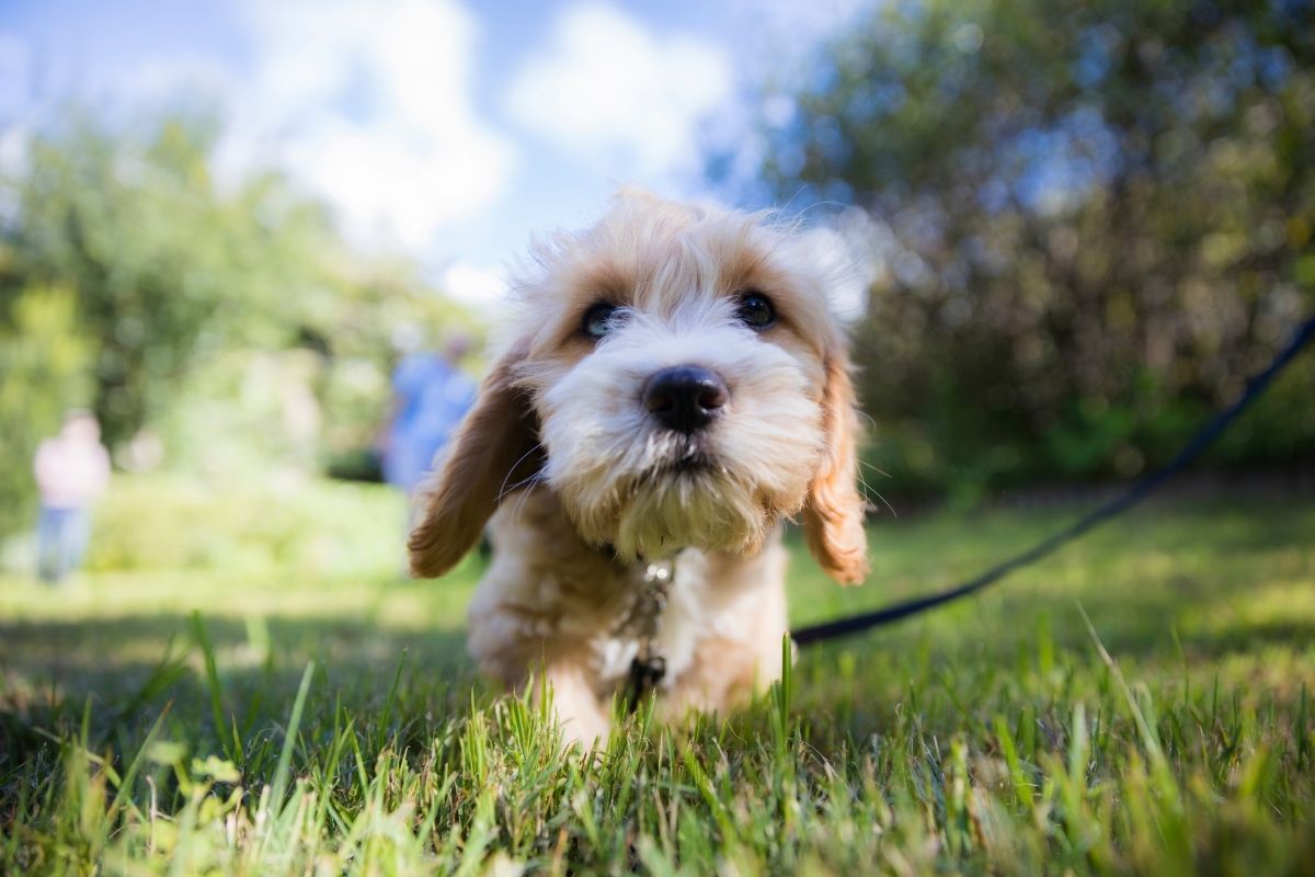 Teaching Your Puppy To Walk On A Leash: A Guide