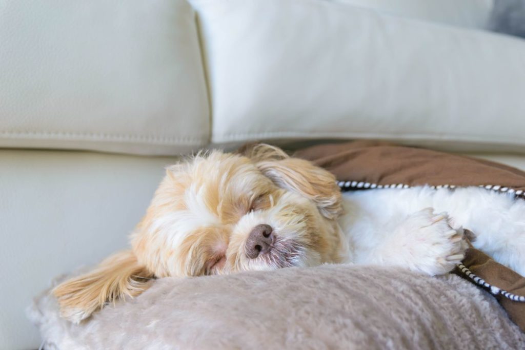 How To Help Your Puppy Sleep Throughout The Night