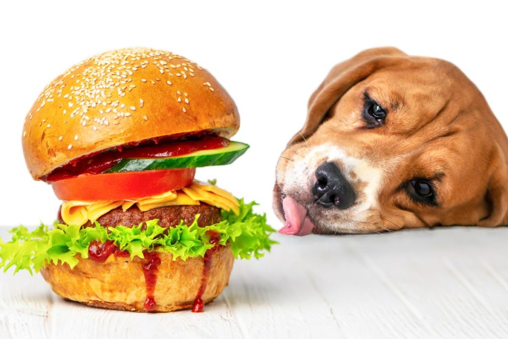 Is Human Food Bad For Dogs
