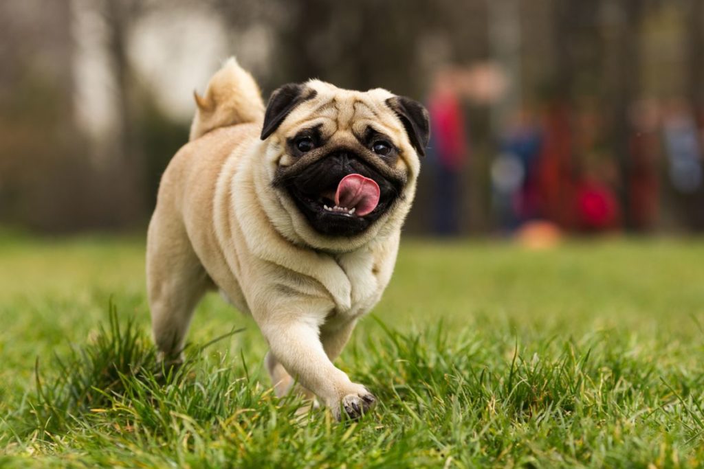 Reasons Why Your Dog’s Poop Is White And What To Do About It