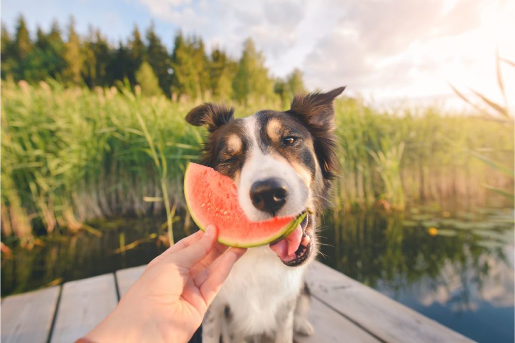 The Best Human Foods For Dogs