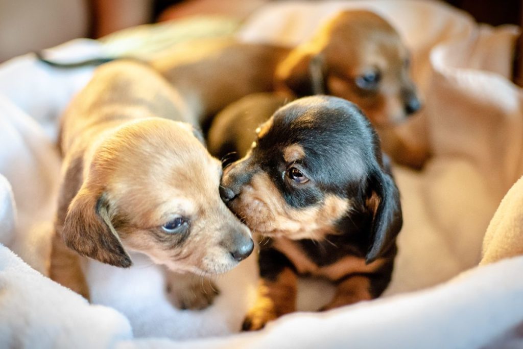 Things You Need To Buy For Your New Puppy A Guide