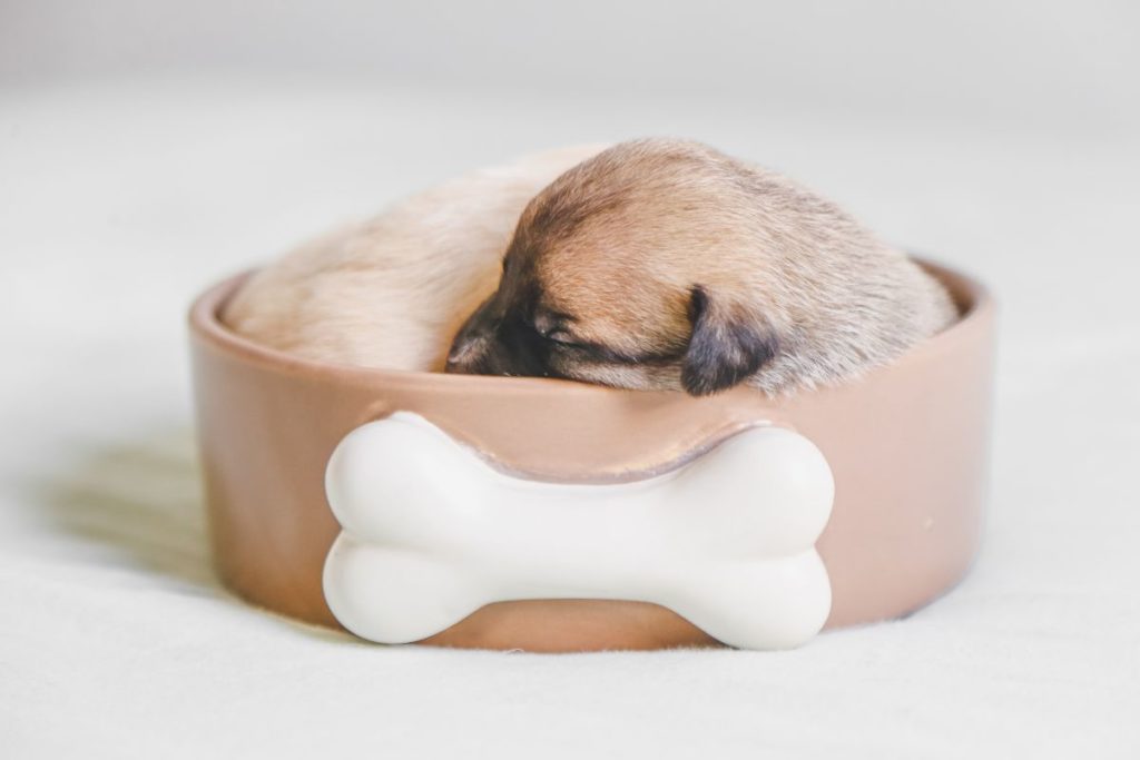 Your Puppy’s New Bowls