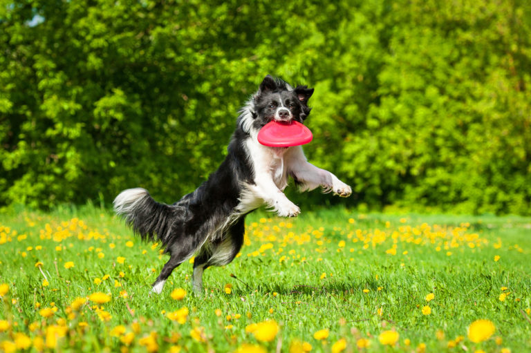 Are Border Collies Easy To Train (How Do You Train A Border Collie