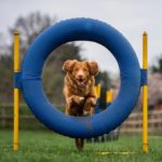 Can Any Dog Do Agility (Is Agility Right For Your Dog)