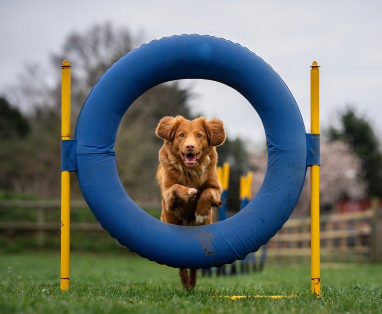 Can Any Dog Do Agility (Is Agility Right For Your Dog) Agility Events