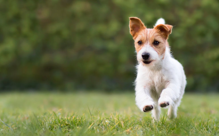 do-dogs-have-to-be-purebred-to-compete-in-agility-agility-events