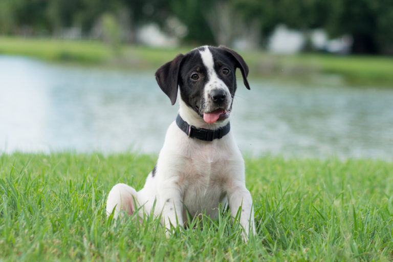 how-do-you-toilet-train-a-dog-agility-events