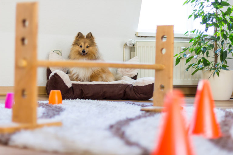How To Build A Dog Agility Course (Diy) Agility Events
