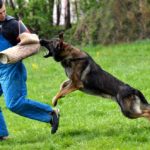 How To Train A Dog To Attack