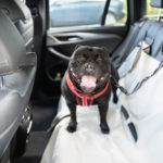 How To Train A Dog To Get In The Car (And Travel In The Car)