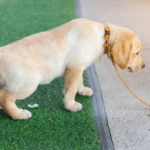 How To Train Dog To Pee On Fake Grass (Artificial Grass)