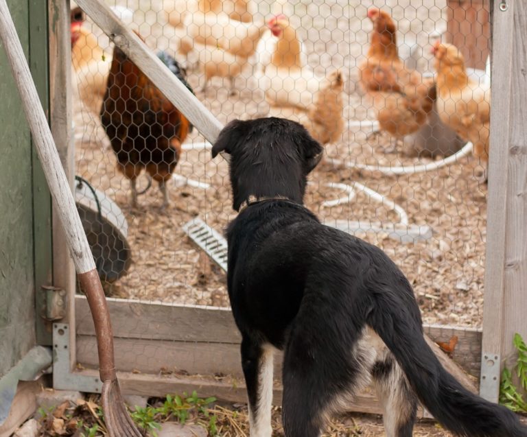 How To Train Your Dog To Herd Chickens Agility Events