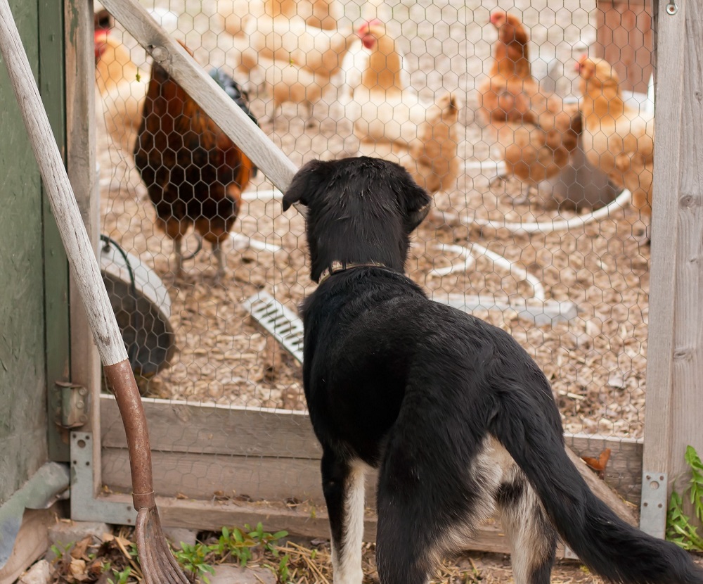 How To Train Your Dog To Herd Chickens