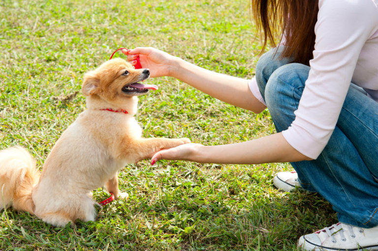 is-it-too-late-to-train-my-dog-when-is-too-late-agility-events