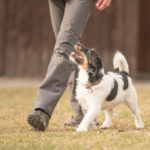 What Does Heel Mean For A Dog & How To Teach A Dog To Heel