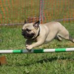 What Is Flyball Training For Dogs