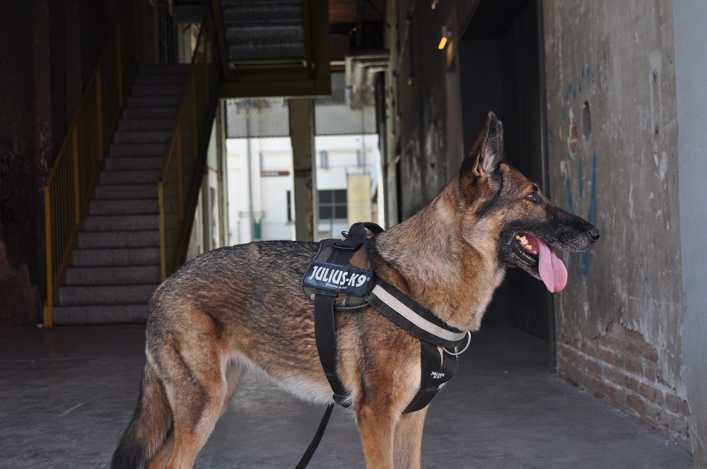Why Are Police Dogs Trained In German (And Other Languages)