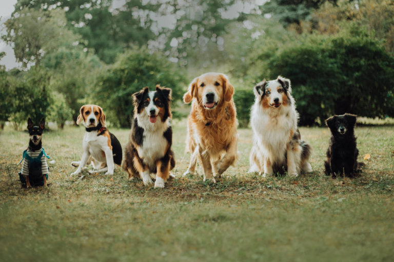 What Is The Hardest Dog To Train 25 Hardest Breeds Agility Events