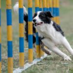 How Far Apart Are Weave Poles In Dog Agility (Weave Pole Spacing)