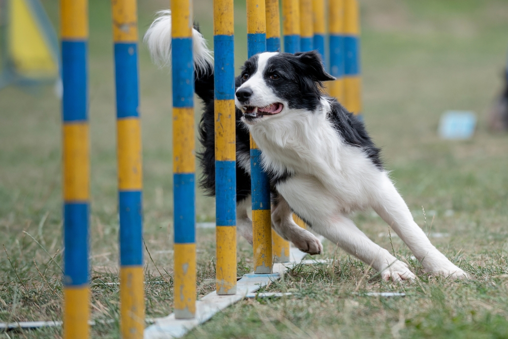 How Far Apart Are Weave Poles In Dog Agility
