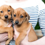 How To Adopt Dogs That Failed TSA Training