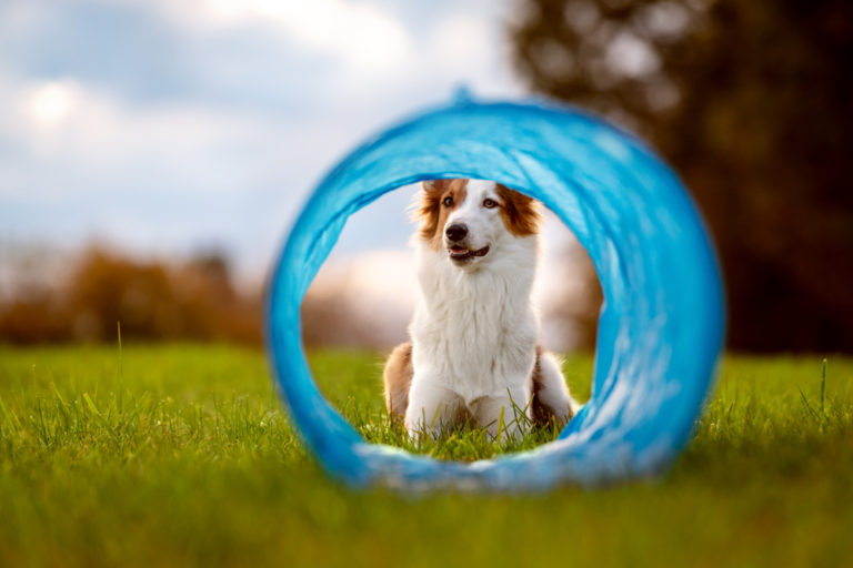 How To Make A Dog Agility Tunnel (Diy) Agility Events