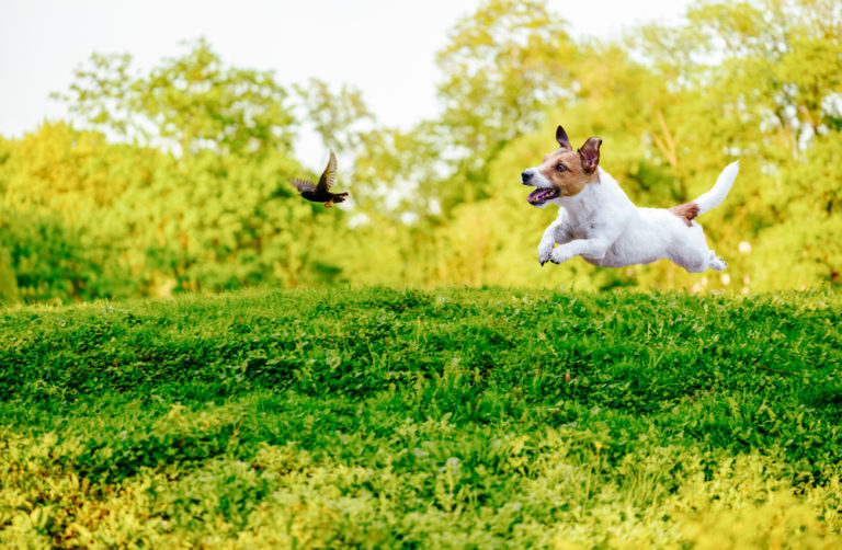 How To Train A Bird Dog To Retrieve Birds Agility Events