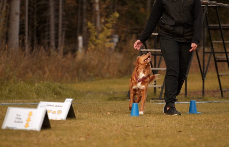 what-is-rally-training-for-dogs-agility-events