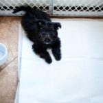 6 Great Tips For Potty Training Your Puppy In Winter