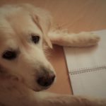 Creating A Daily Schedule For Your Puppy
