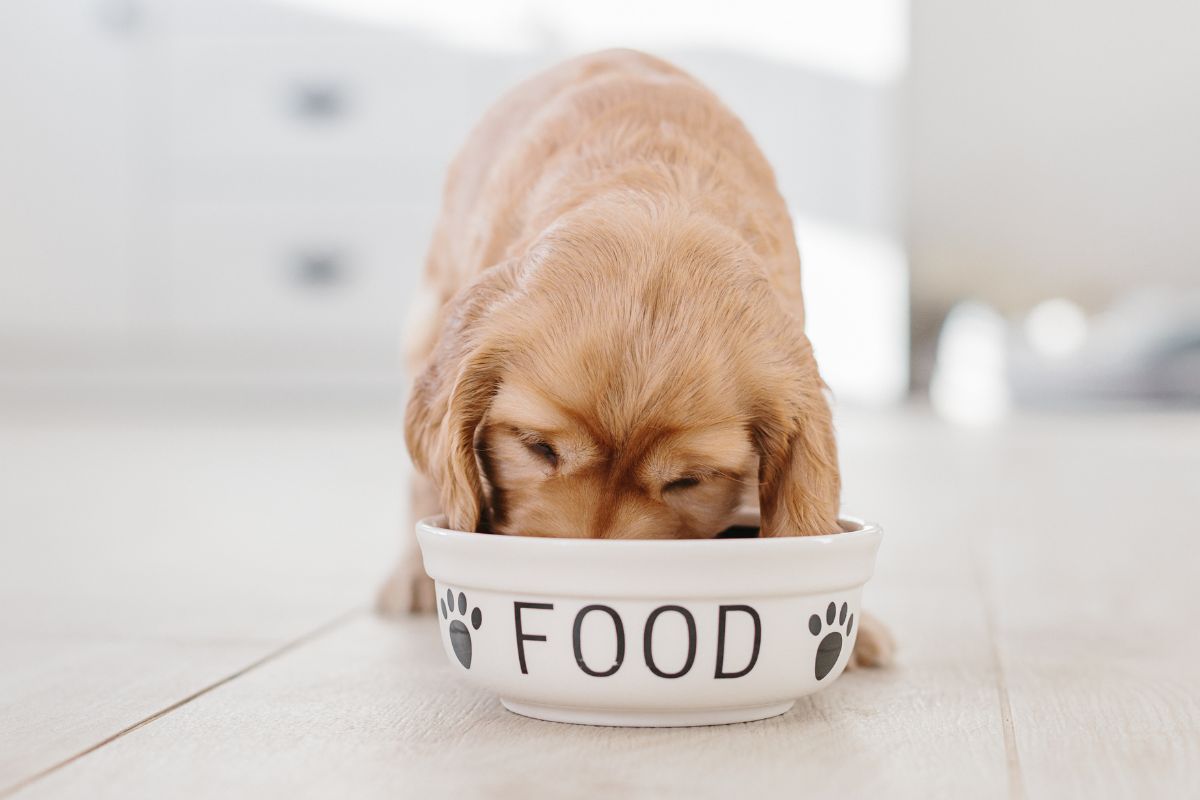 Creating A Daily Schedule For Your Puppy - Food And Water