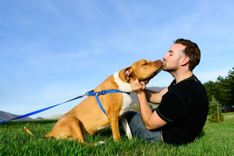 Should I Kiss My Dog? Everything You Need To Know Agility Events