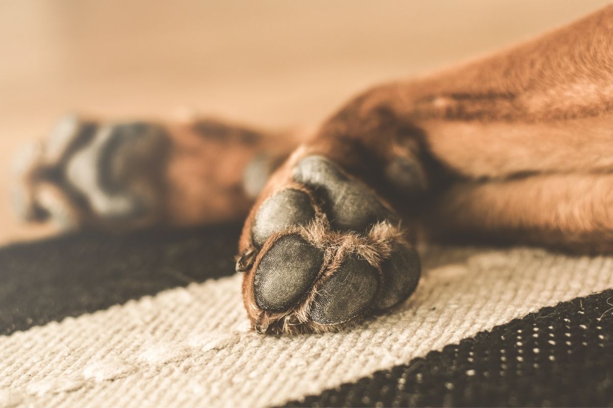 Why Do Dogs Chew One Paw?