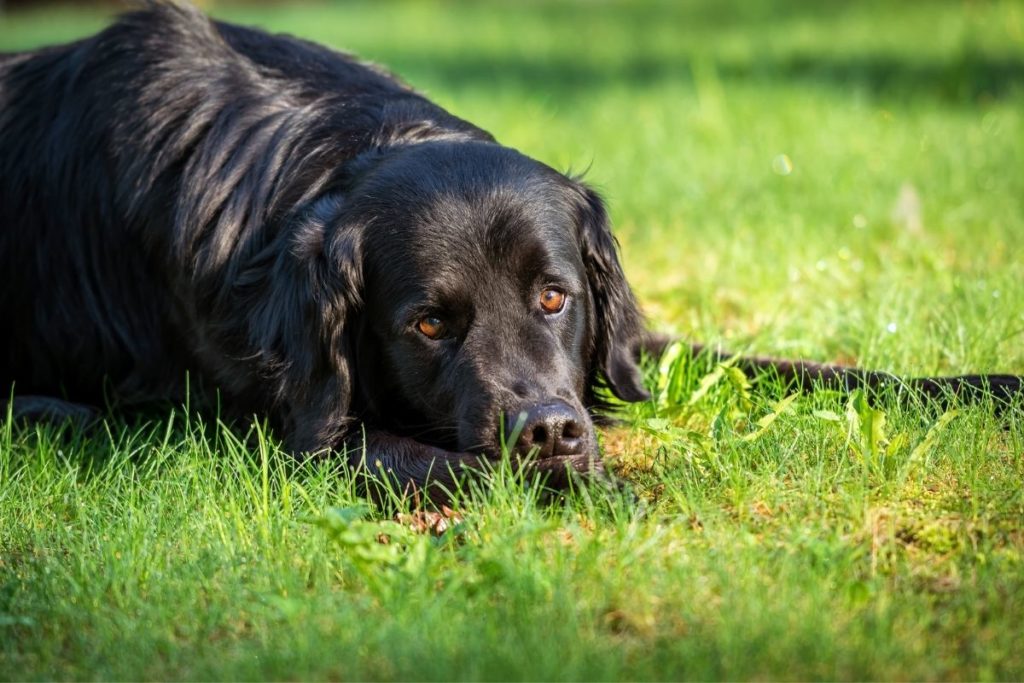 Why Do Dogs Chew Their Feet? Causes & Remedies (Answered!) - Agility Events