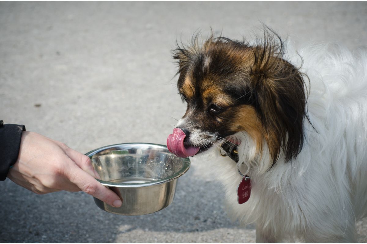 How To Get A Sick Dog To Drink Water 9 Simple Tips & Tricks (1)