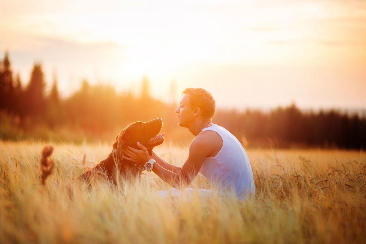 Why Do Dogs Show Affection To Their Owner'S Heart photo