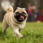 Reasons Why Your Dog’s Poop Is White And What To Do About It