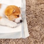 The Complete Guide For Toilet Training Your New Puppy