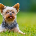 8 Signs That Your Dog Is In Heat